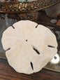 Notched Sand Dollar (Encope emarginata)