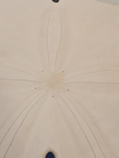 Notched Sand Dollar (Encope emarginata)