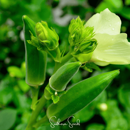 Jambalaya Okra – 50 Seeds