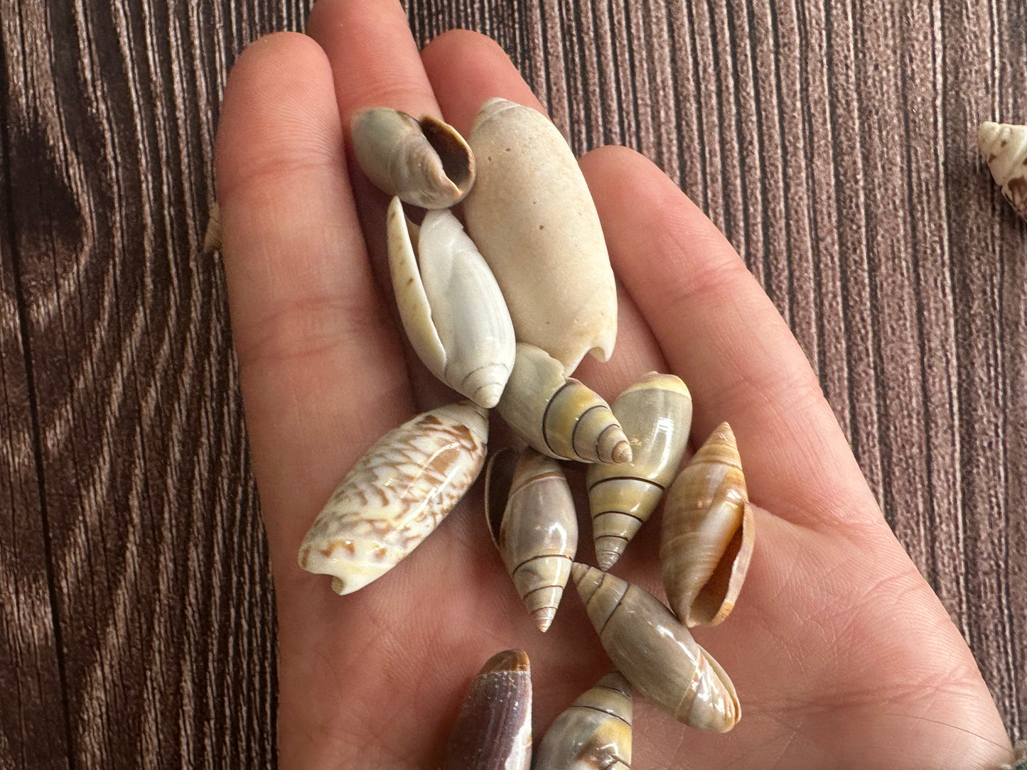 Assorted Olive Shells