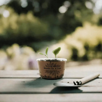 Onion | Plant Seed Starter Grow Kit | Seeds In A Cup®