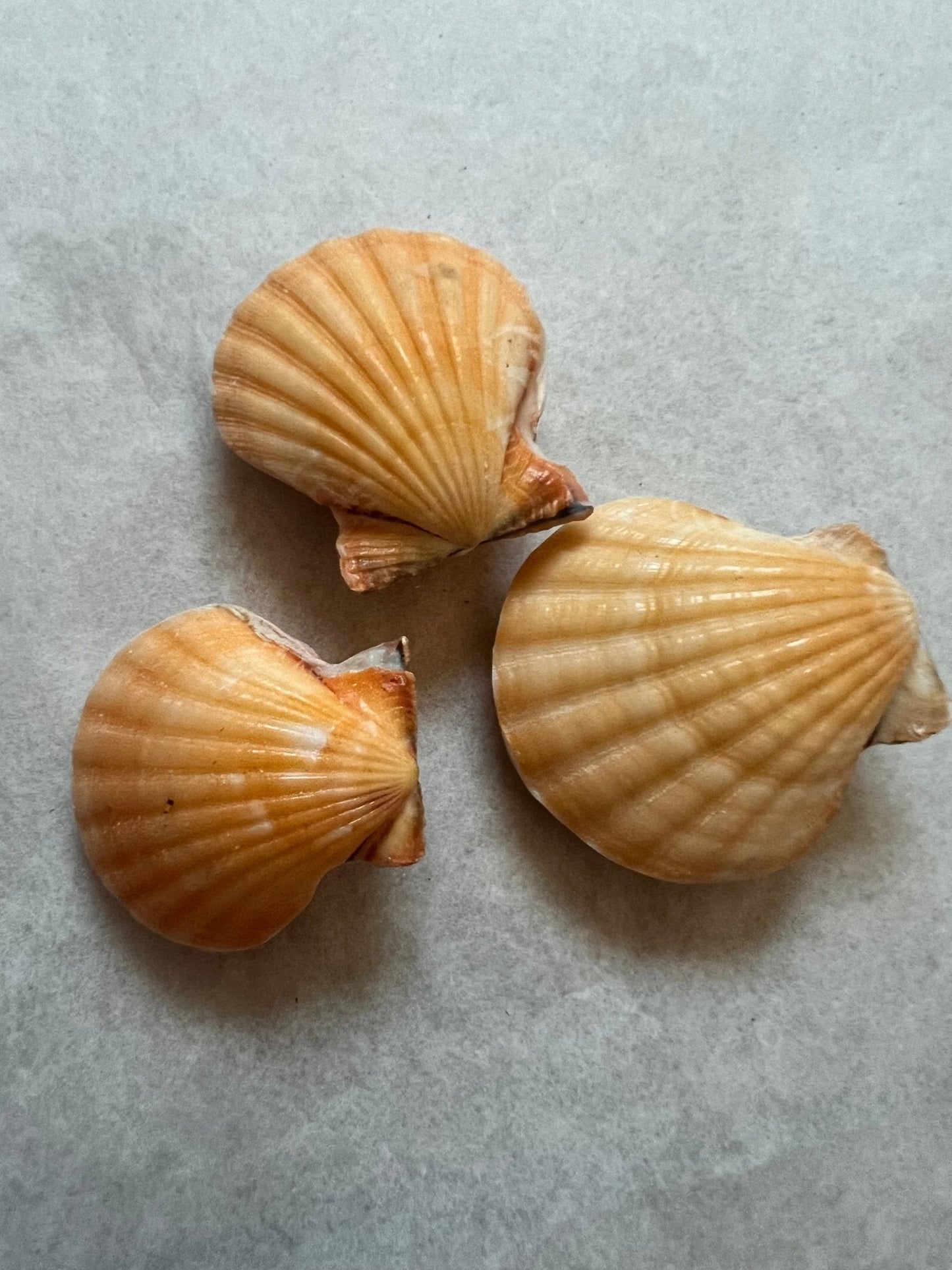 Orange Pectin Scallop Shell Pairs