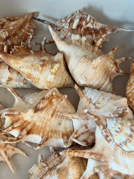 Oversized Lambis Lambis Spider Conch Shell 5-6"+
