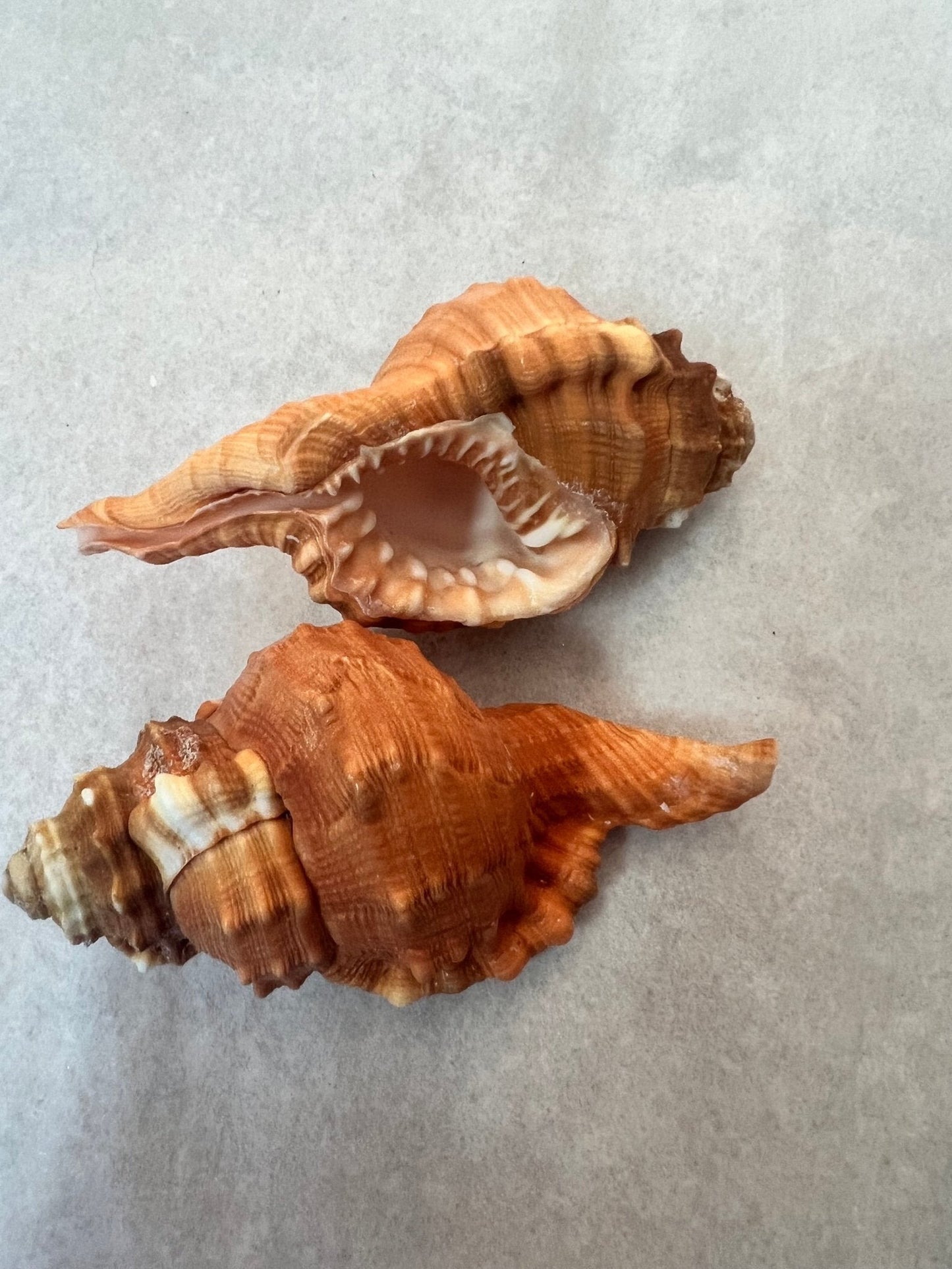 Pear Triton CYMATIUM PYRUM