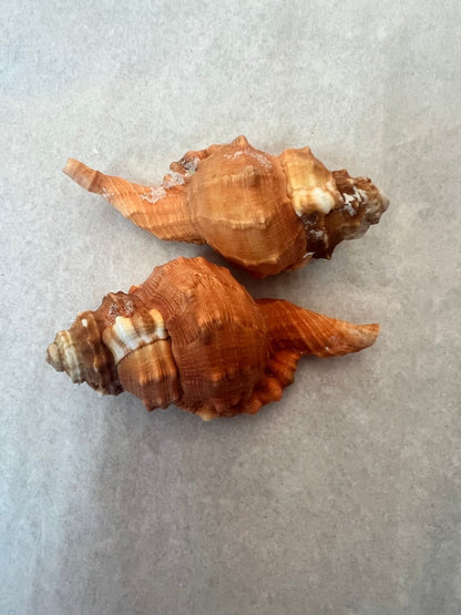 Pear Triton CYMATIUM PYRUM