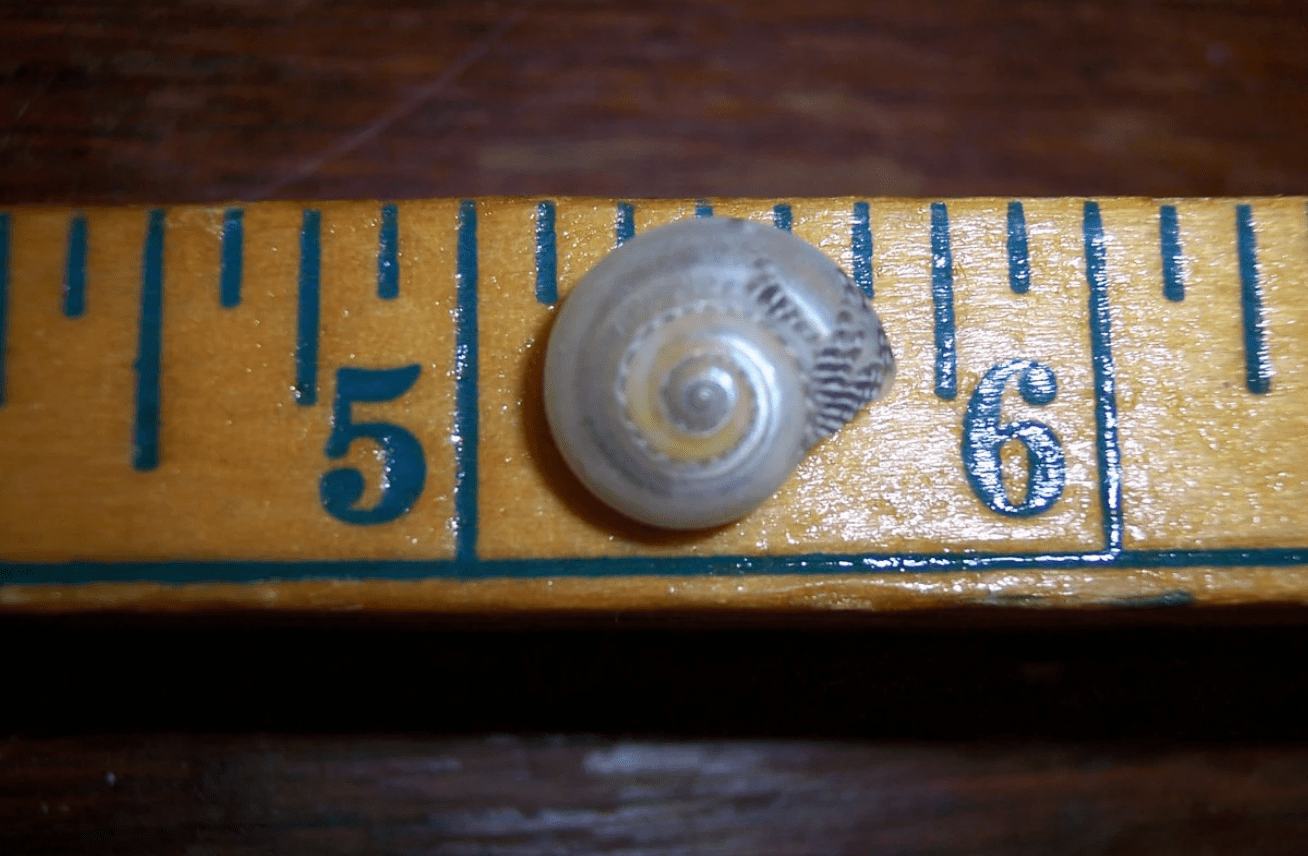 Pearl Umbonium Button Snail Shells
