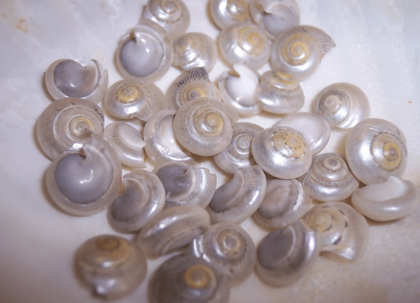 Pearl Umbonium Button Snail Shells