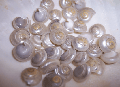 Pearl Umbonium Button Snail Shells
