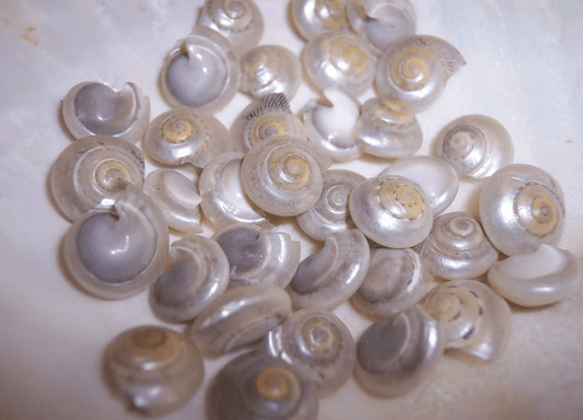 Pearl Umbonium Button Snail Shells