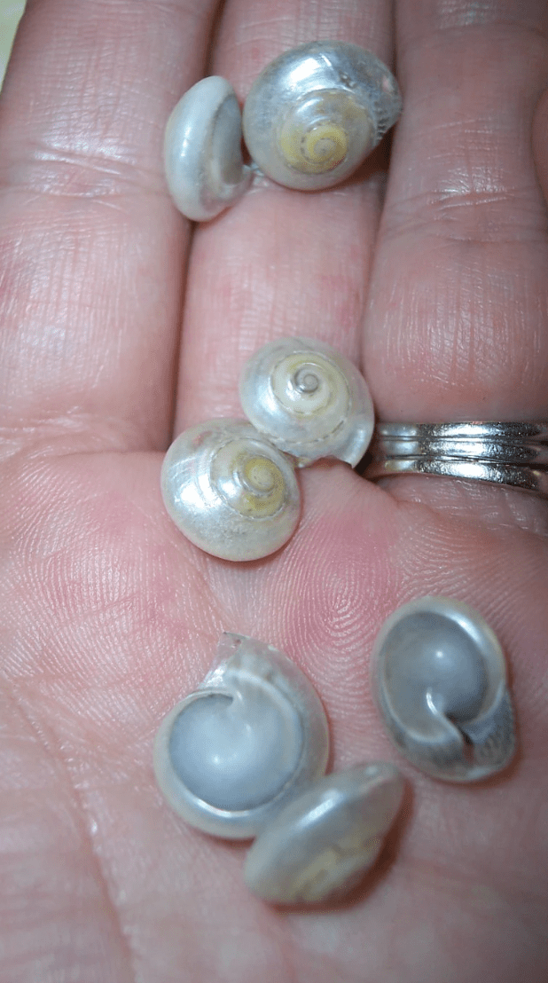 Pearl Umbonium Button Snail Shells