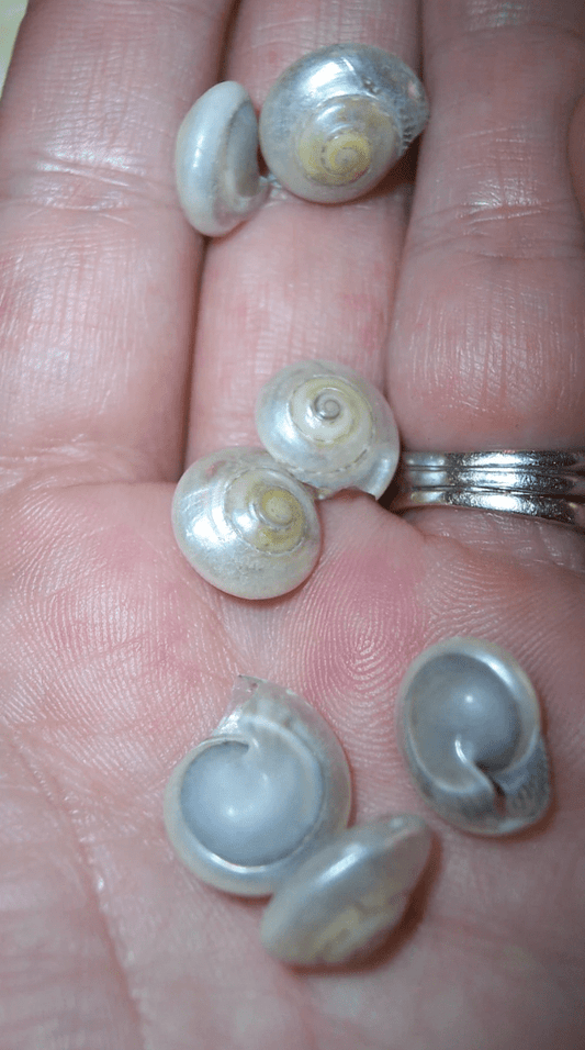 Pearl Umbonium Button Snail Shells