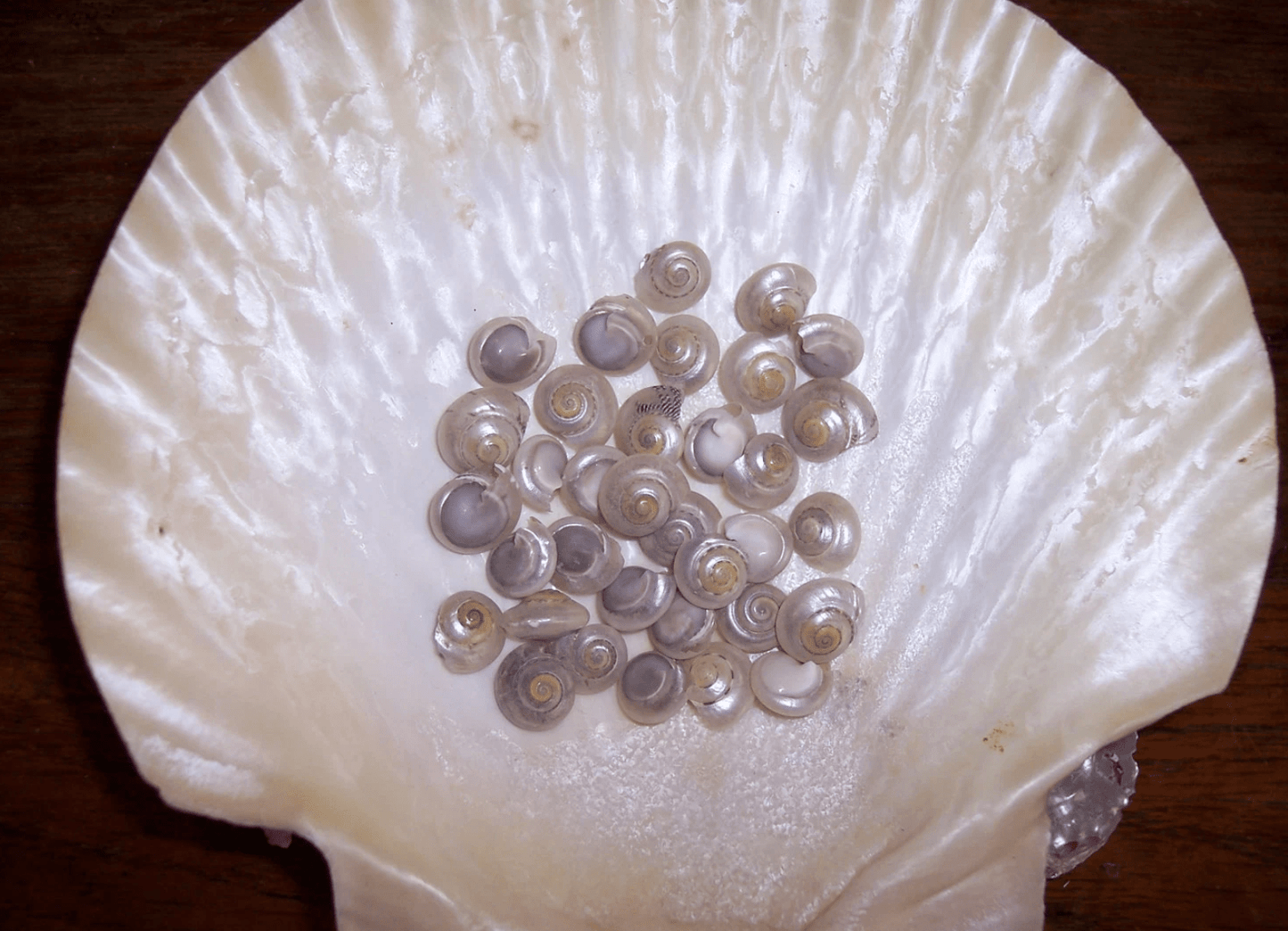 Pearl Umbonium Button Snail Shells