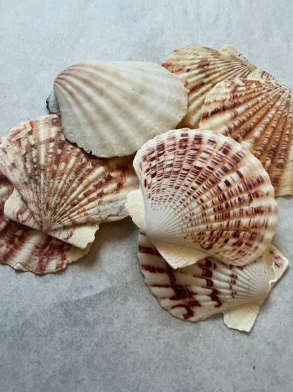 Pectin Lengtigious Scallop
