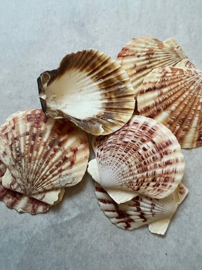 Pectin Lengtigious Scallop