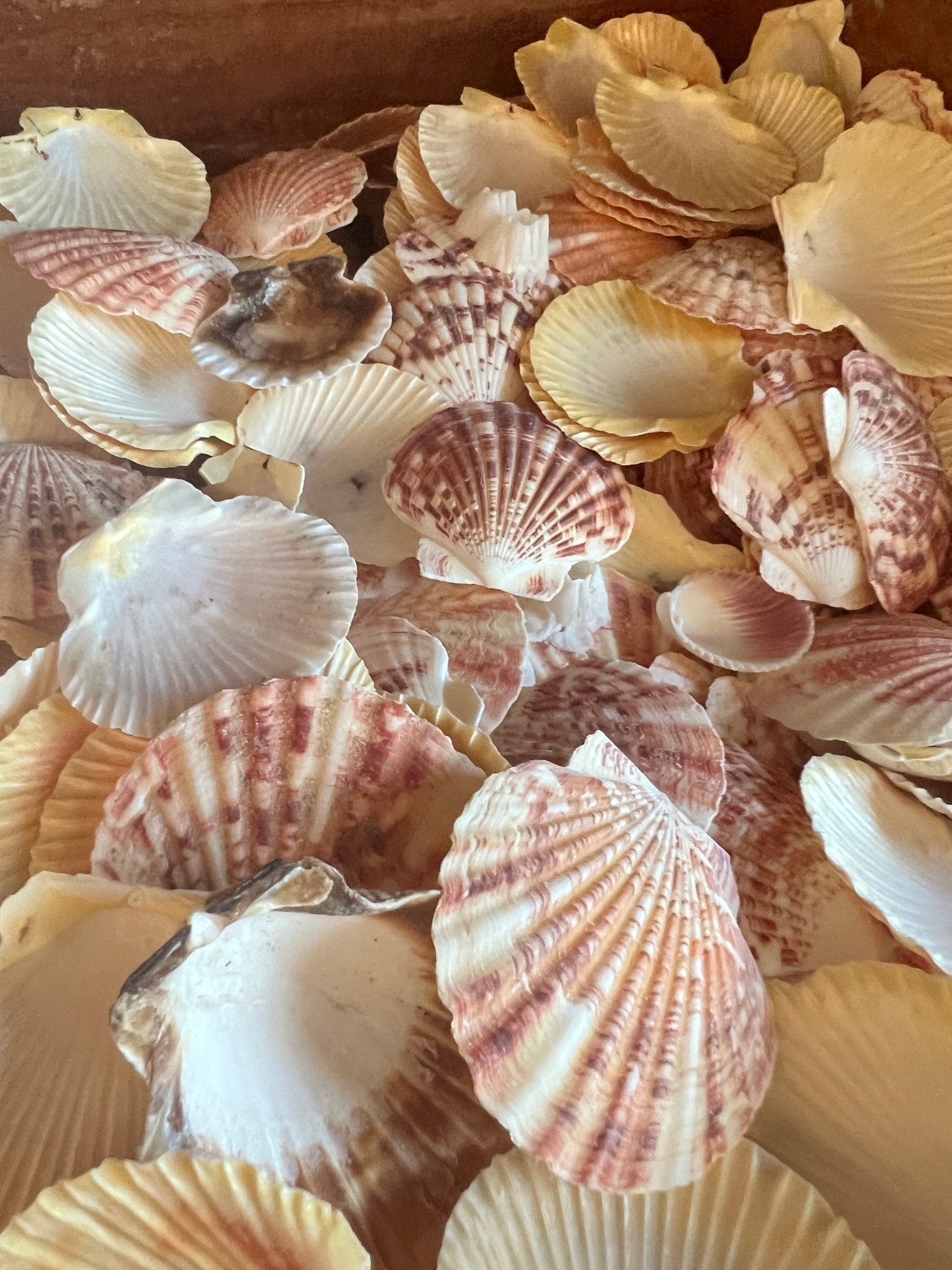 Pectin Lengtigious Scallop