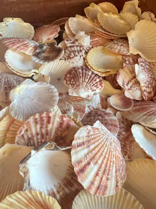 Pectin Lengtigious Scallop