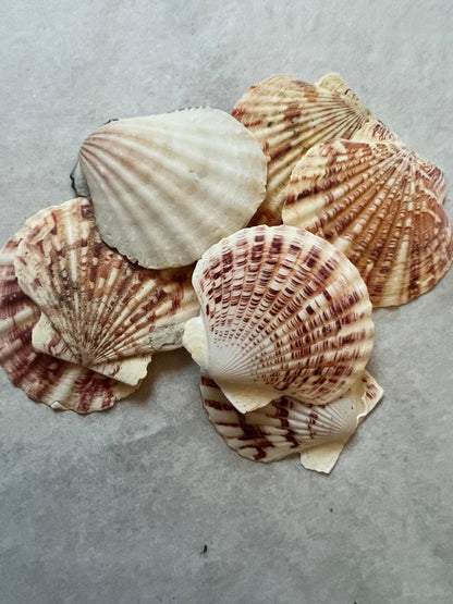Pectin Lengtigious Scallop