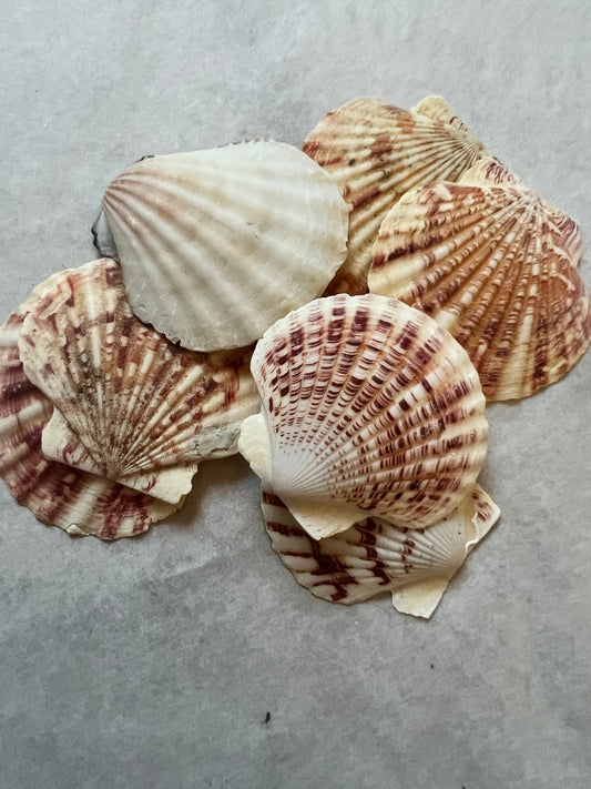 Pectin Lengtigious Scallop