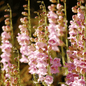 Palmer Penstemon – 100 Seeds