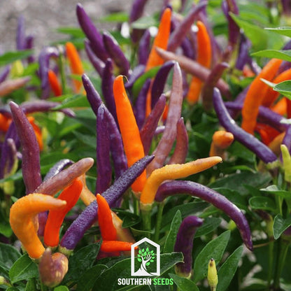 Firework Ornamental Pepper – 25 Seeds