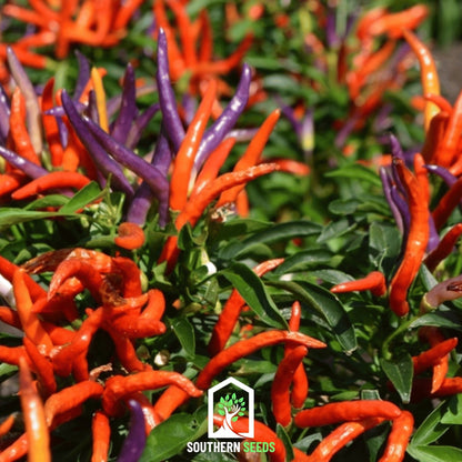 Firework Ornamental Pepper – 25 Seeds