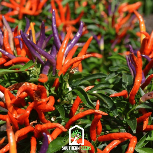 Firework Ornamental Pepper – 25 Seeds