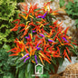 Firework Ornamental Pepper – 25 Seeds