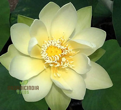 Giant Sunburst Lotus Flower Seeds for Planting, High Quality Seeds for Stunning Garden Blooms