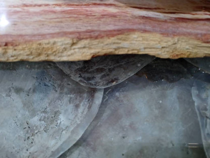 Petrified Wood Slice Charcuterie Cheese Board