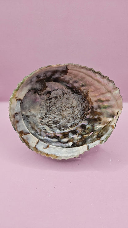 Pink Abalone Shell 5"