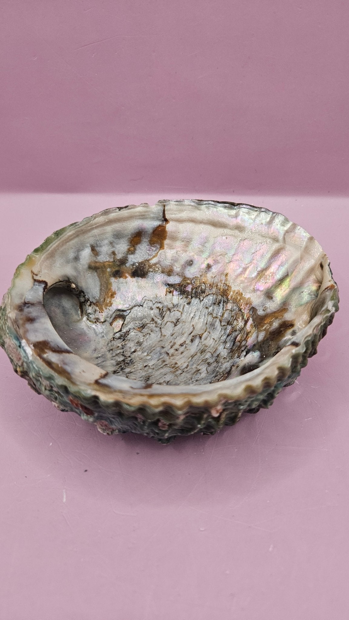 Pink Abalone Shell 5"