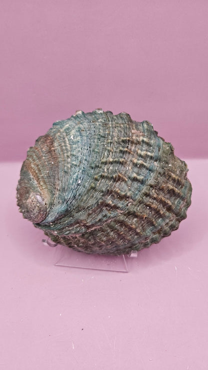 Pink Abalone Shell 5"