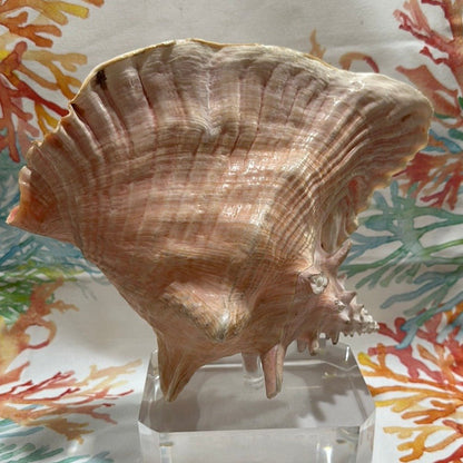 Pink Conch on Acrylic Base