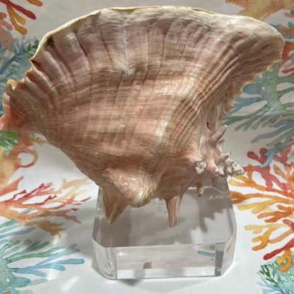 Pink Conch on Acrylic Base