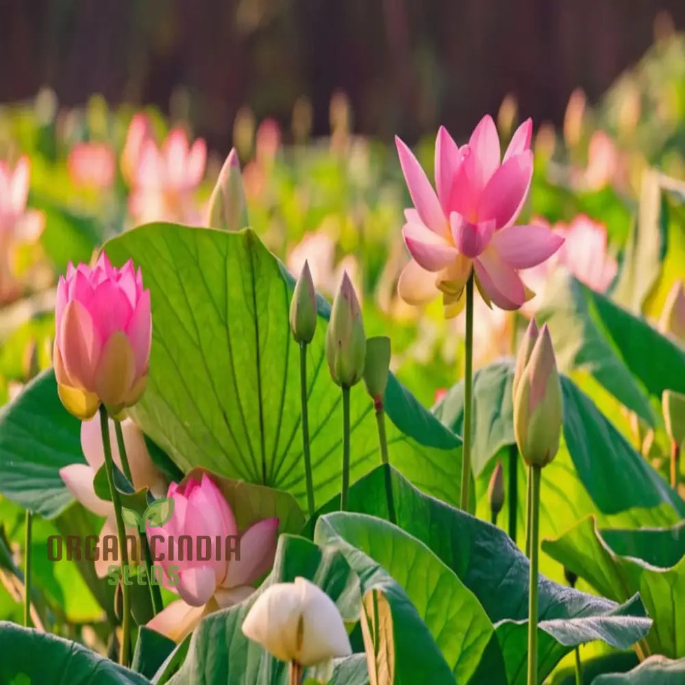 Pink Lotus Flower Seeds  Perfect for Gardening Enthusiasts Seeking Exotic Blooms