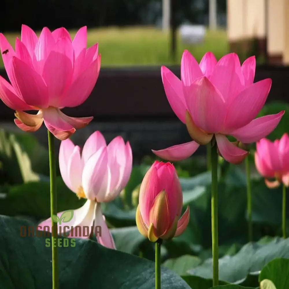 Pink Lotus Flower Seeds  Perfect for Gardening Enthusiasts Seeking Exotic Blooms