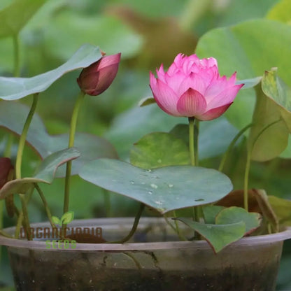 Pink Lotus Flower Seeds  Perfect for Gardening Enthusiasts Seeking Exotic Blooms