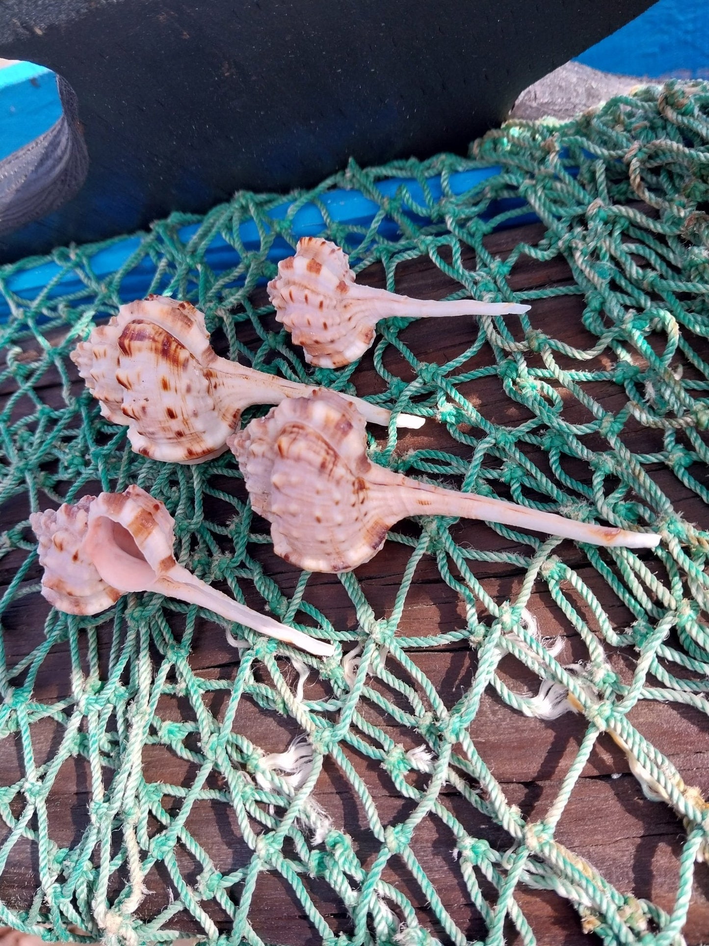 Pink Mouth Snipes Bill Murex (Haustellum haustellum)