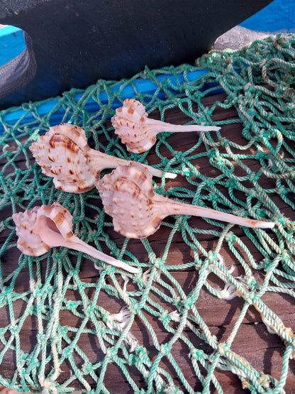 Pink Mouth Snipes Bill Murex (Haustellum haustellum)