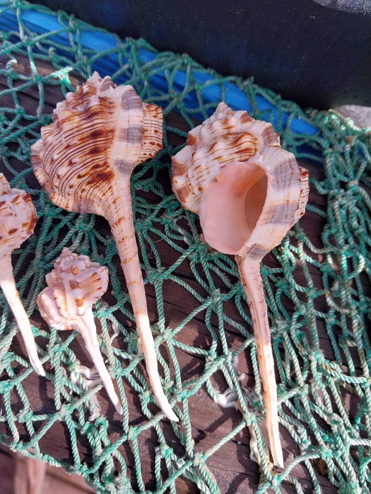 Pink Mouth Snipes Bill Murex (Haustellum haustellum)