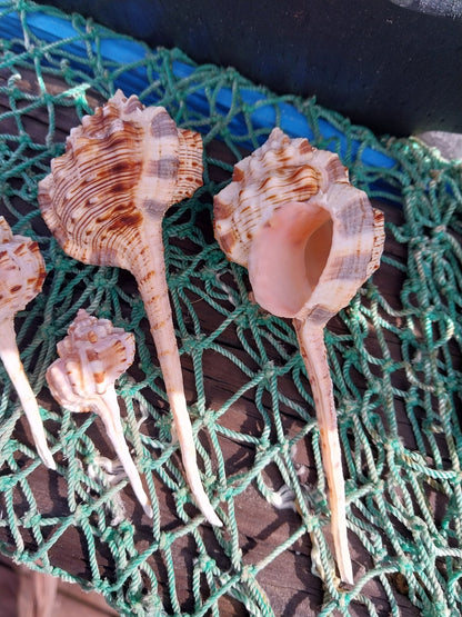 Pink Mouth Snipes Bill Murex (Haustellum haustellum)