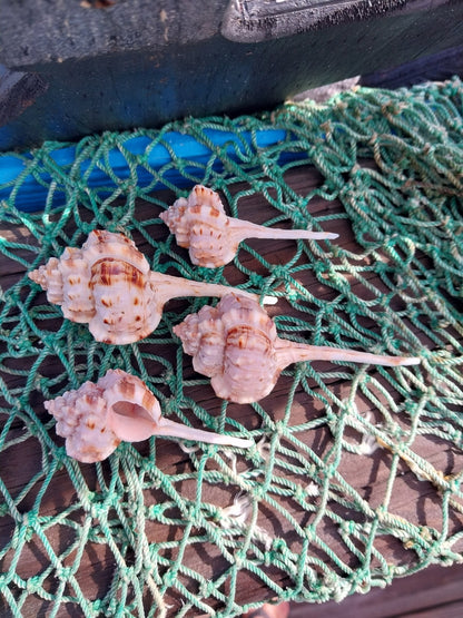 Pink Mouth Snipes Bill Murex (Haustellum haustellum)
