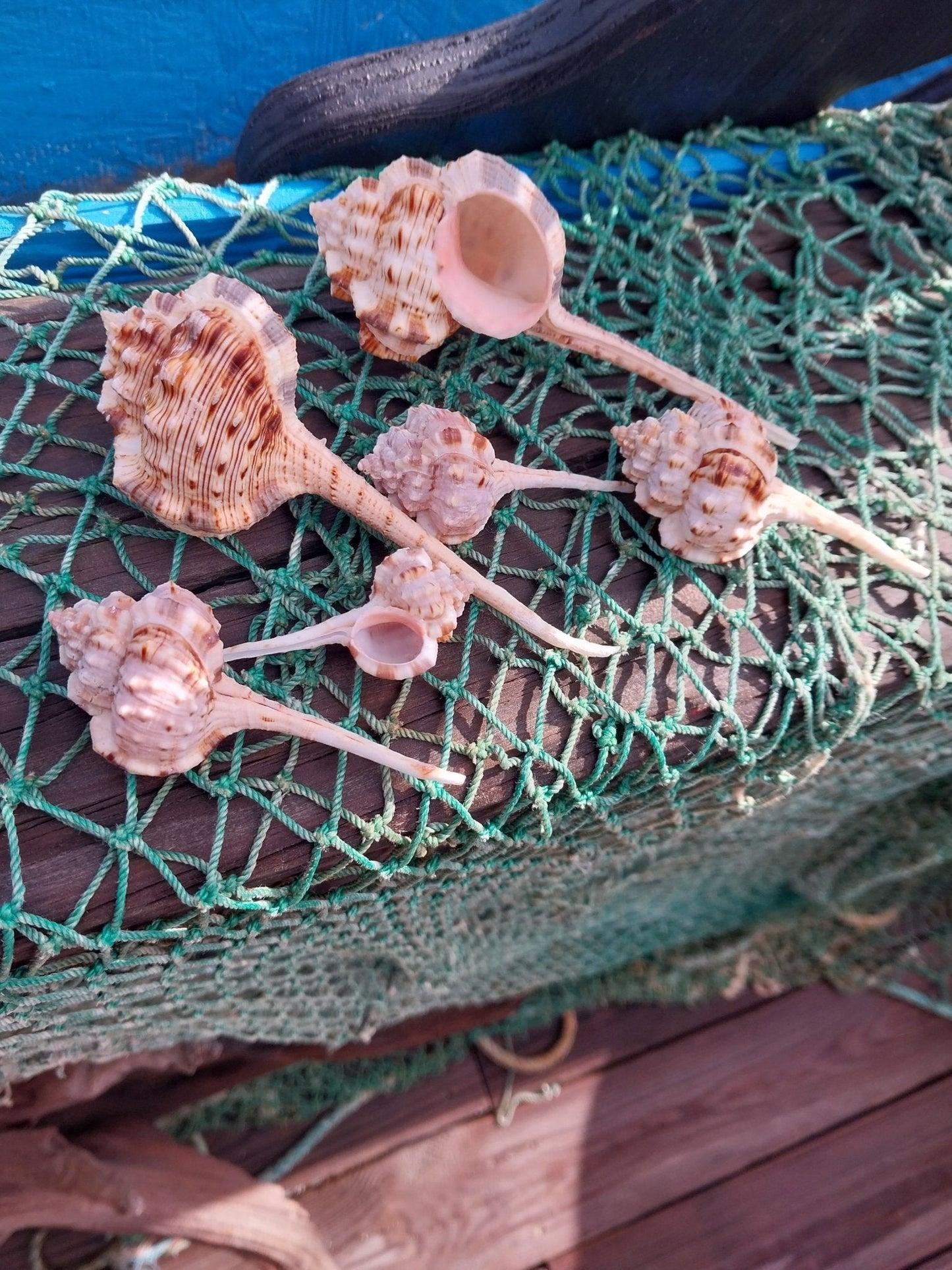Pink Mouth Snipes Bill Murex (Haustellum haustellum)