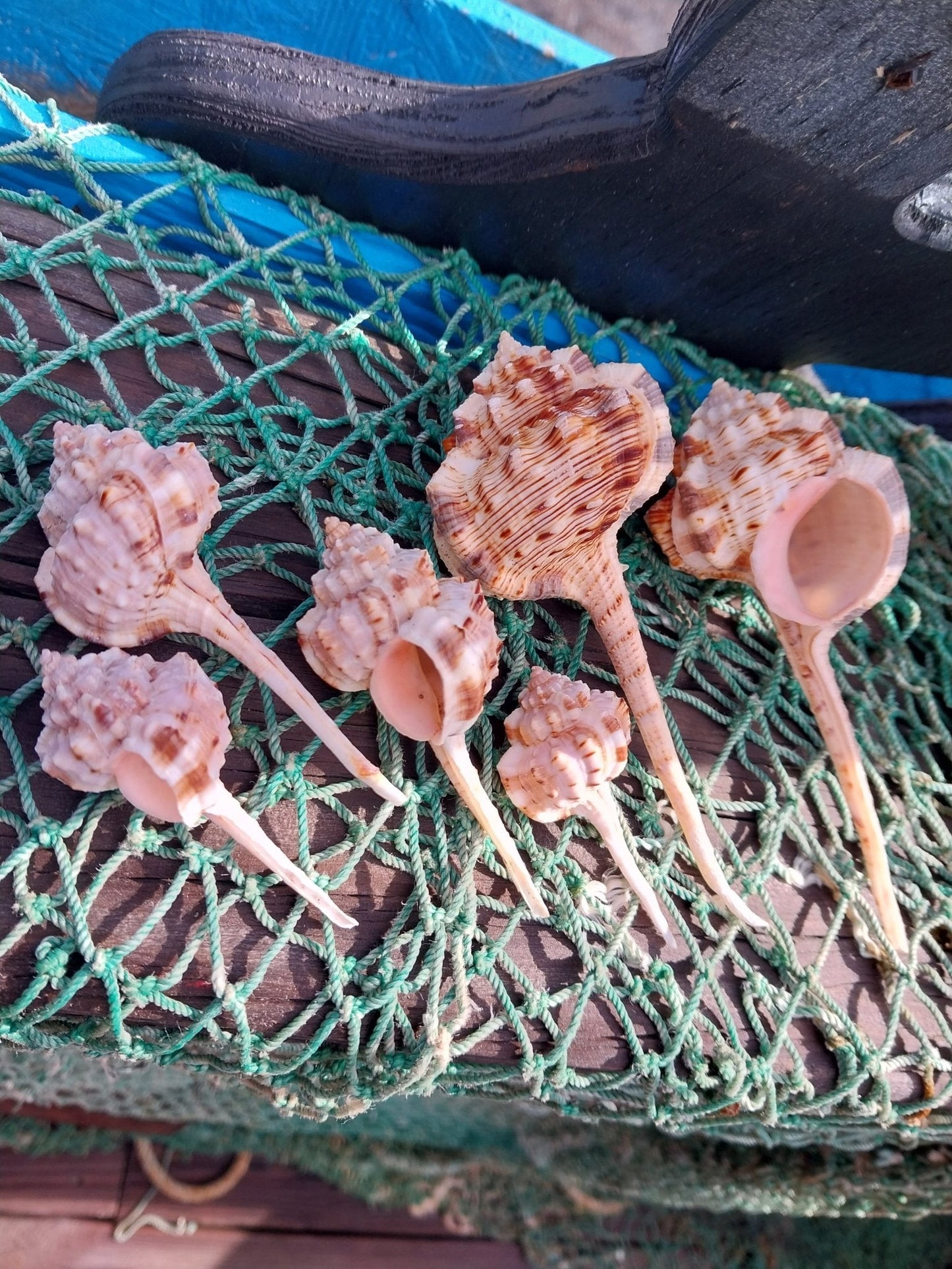 Pink Mouth Snipes Bill Murex (Haustellum haustellum)