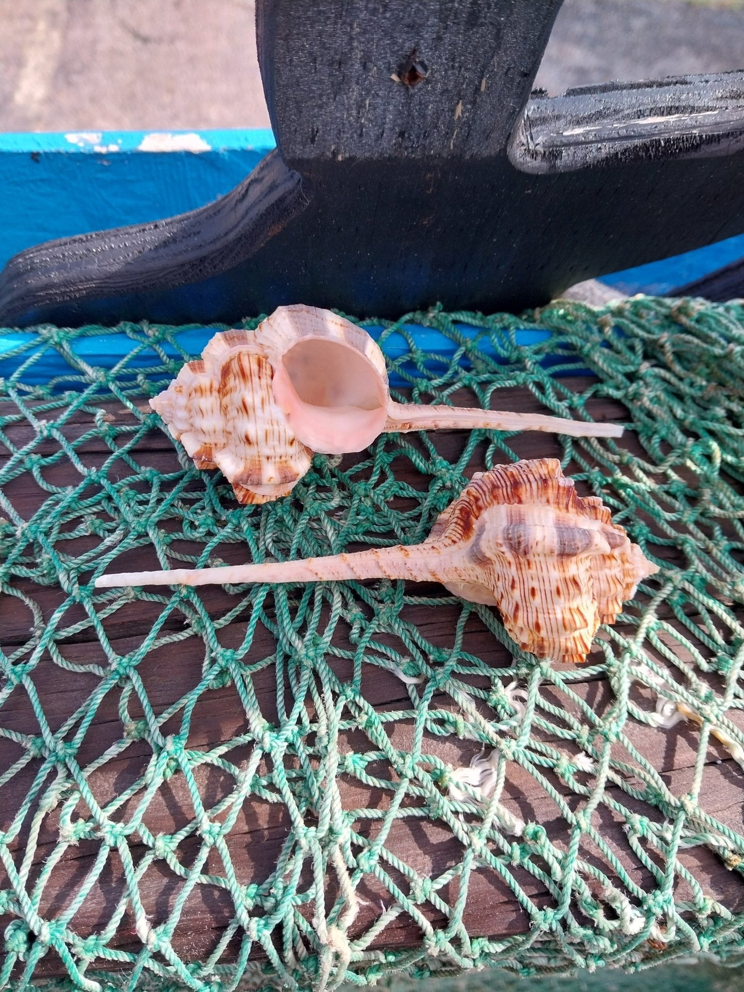 Pink Mouth Snipes Bill Murex (Haustellum haustellum)