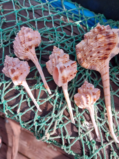 Pink Mouth Snipes Bill Murex (Haustellum haustellum)