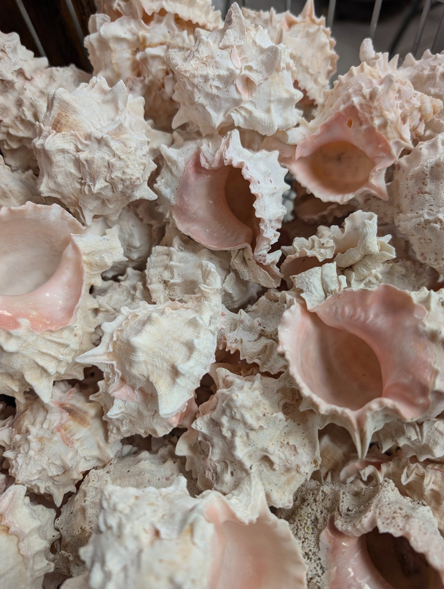 Pink Mouth Murex Shells 2-3” (Phyllonotus erythrostomus)