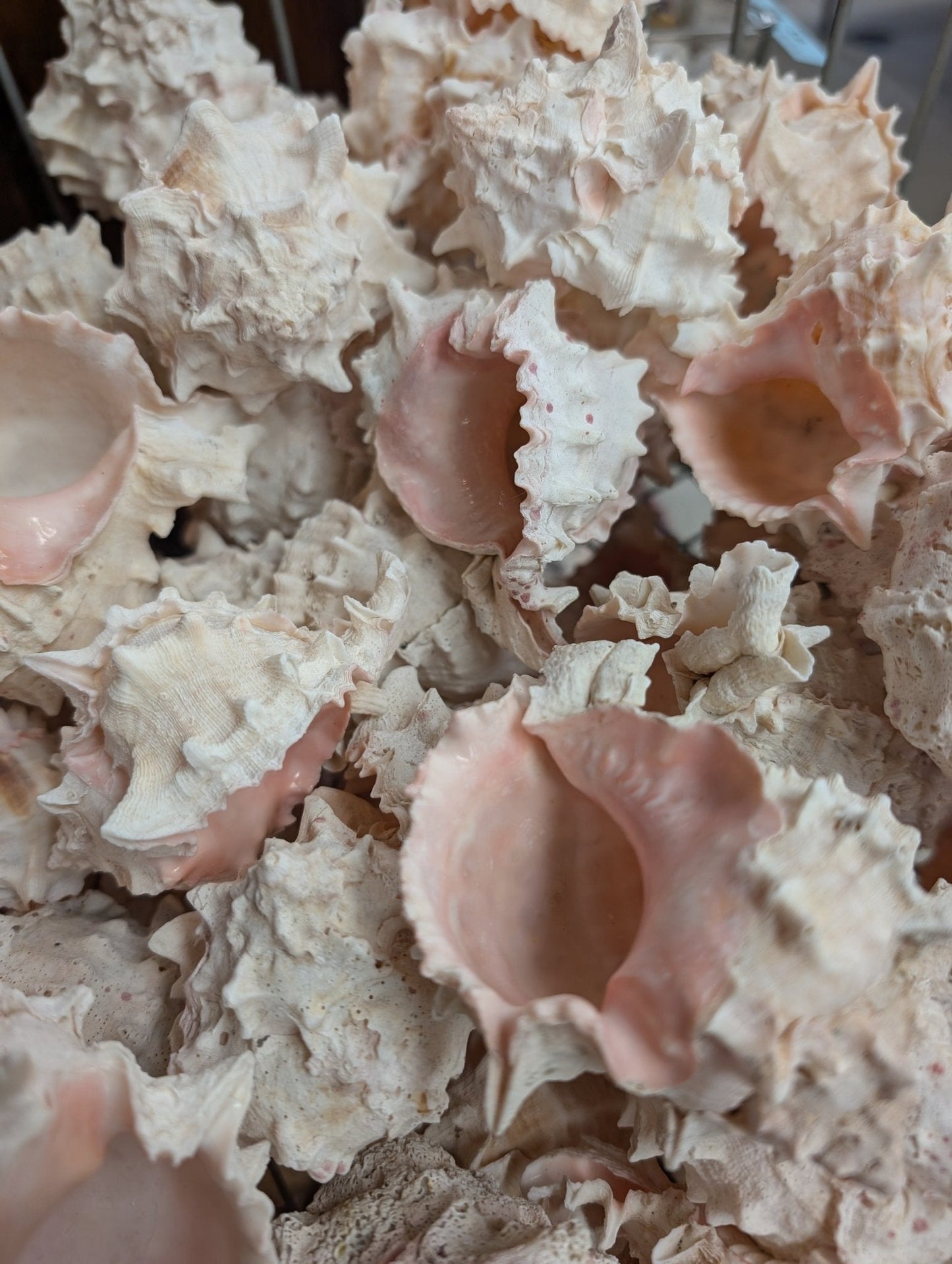 Pink Mouth Murex Shells 2-3” (Phyllonotus erythrostomus)
