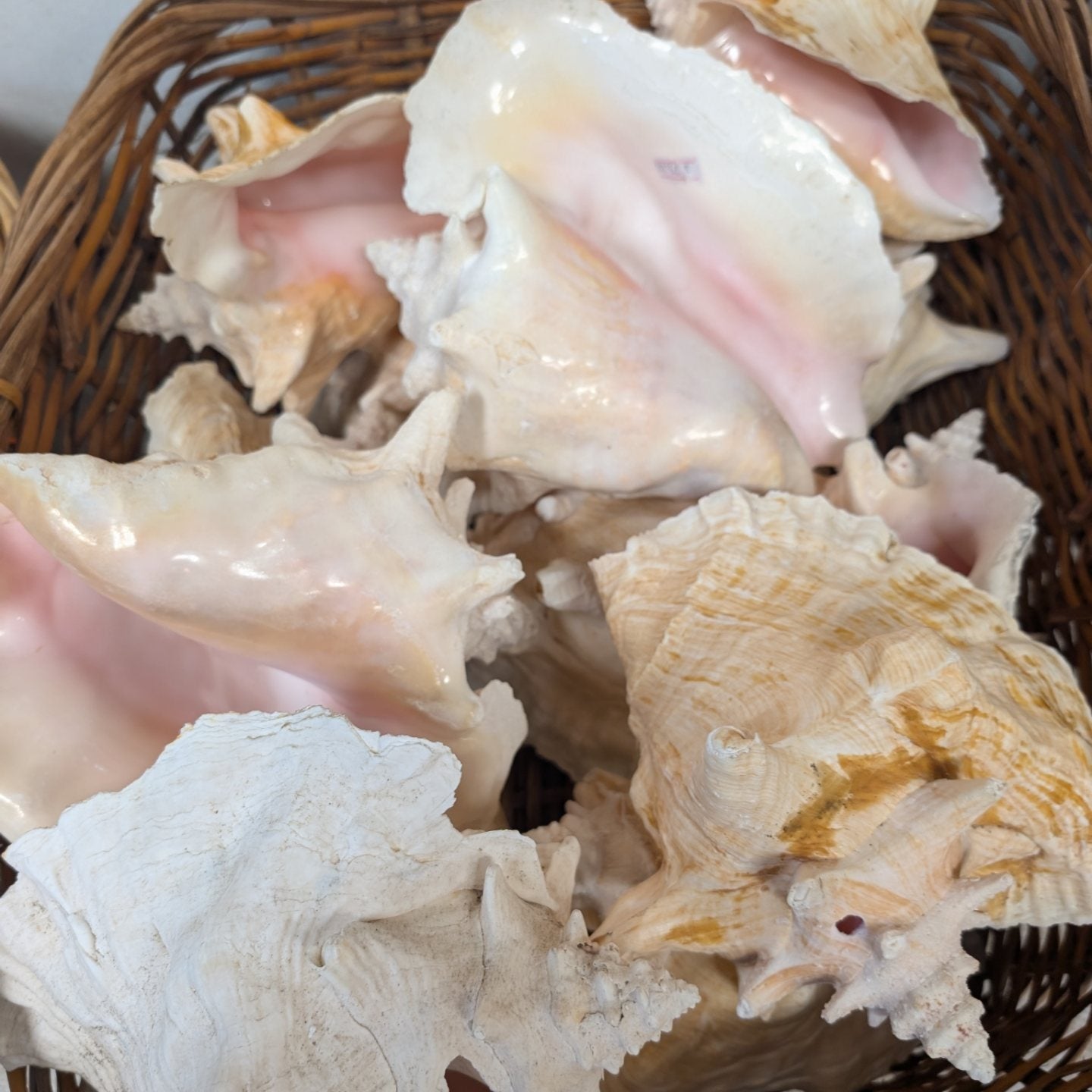 Pink Queen Conch Display Shell- Pierced (Strombus Gigas)