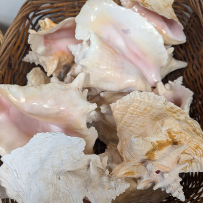 Pink Queen Conch Display Shell- Pierced (Strombus Gigas)